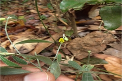 Crotalaria epunctata